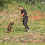 Cães policiais com superolfato ampliam segurança em Brasília