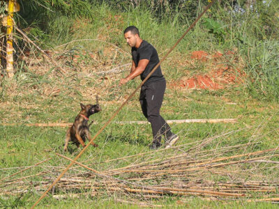 Cães policiais com superolfato ampliam segurança em Brasília