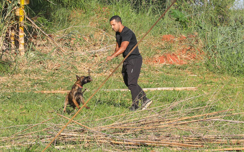 Cães policiais com superolfato ampliam segurança em Brasília