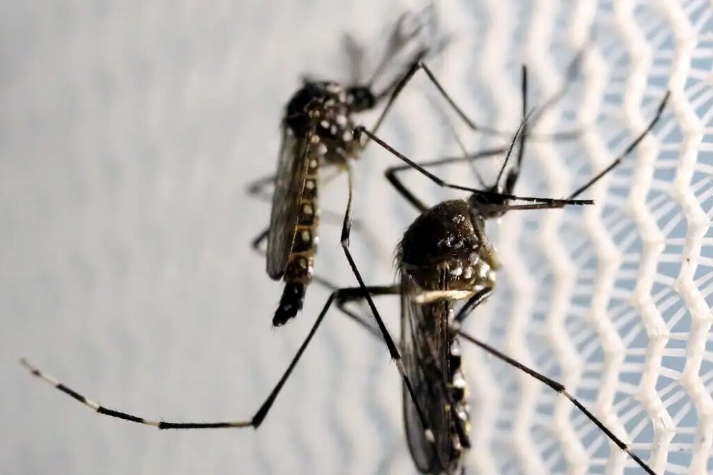 Butantan fabricará vacina contra chikungunya no Brasil