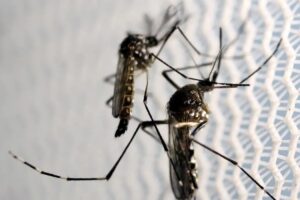 Butantan fabricará vacina contra chikungunya no Brasil