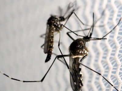 Butantan fabricará vacina contra chikungunya no Brasil