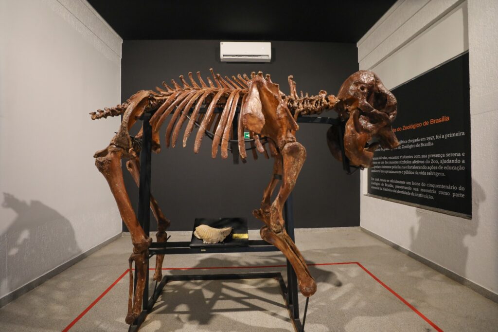 Museu do Zoo de Brasília reabre com roteiro acessível