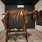 Museu do Zoo de Brasília reabre com roteiro acessível