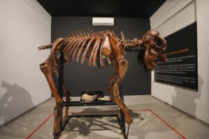 Museu do Zoo de Brasília reabre com roteiro acessível