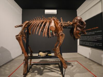 Museu do Zoo de Brasília reabre com roteiro acessível