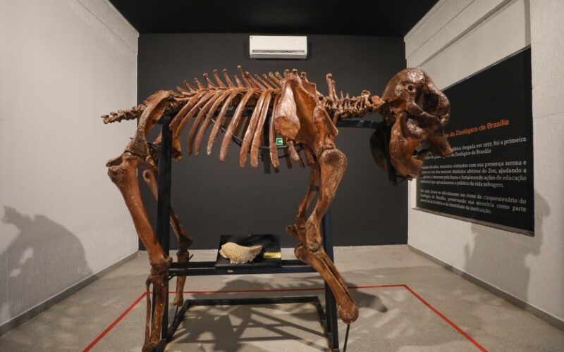 Museu do Zoo de Brasília reabre com roteiro acessível
