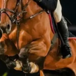 Candangão 2026: Hipismo brasiliense se prepara para o campeonato
