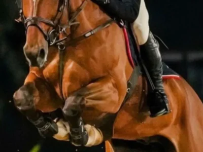 Candangão 2026: Hipismo brasiliense se prepara para o campeonato