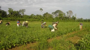 Agricultura familiar: o sustento que vem do campo
